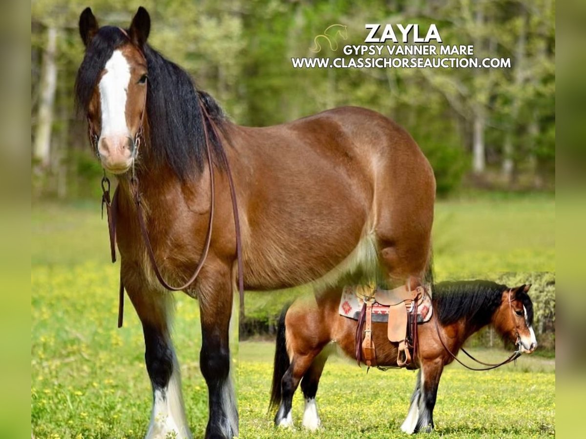 Cob Irlandese / Tinker / Gypsy Vanner Giumenta 5 Anni 142 cm Baio ciliegia in Somerset, KY