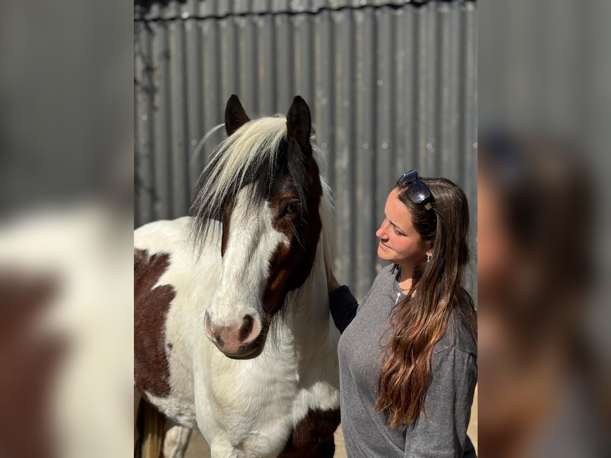 Cob Irlandese / Tinker / Gypsy Vanner Giumenta 5 Anni 142 cm Pezzato in Weibern
