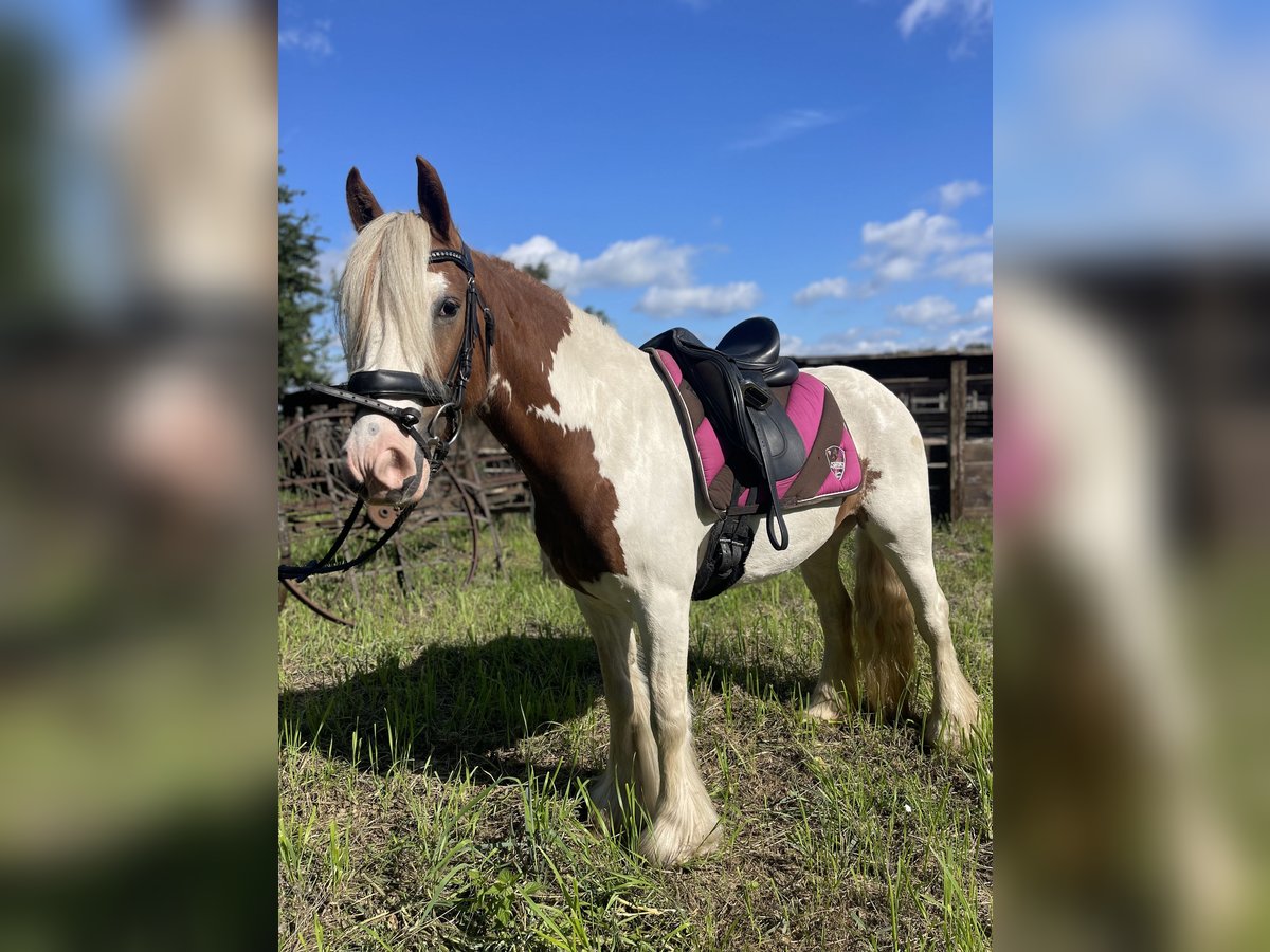Cob Irlandese / Tinker / Gypsy Vanner Giumenta 5 Anni 142 cm Tobiano-tutti i colori in Trebbin