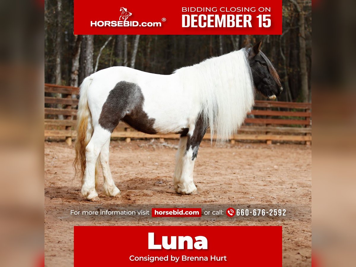 Cob Irlandese / Tinker / Gypsy Vanner Giumenta 6 Anni Roano blu in Rutledge