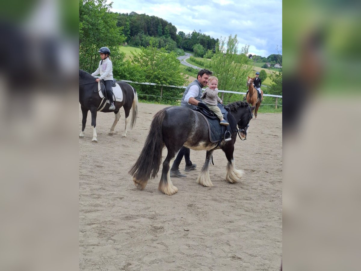 Cob Irlandese / Tinker / Gypsy Vanner Giumenta 7 Anni 125 cm Baio roano in Baierdorf-Umgebung