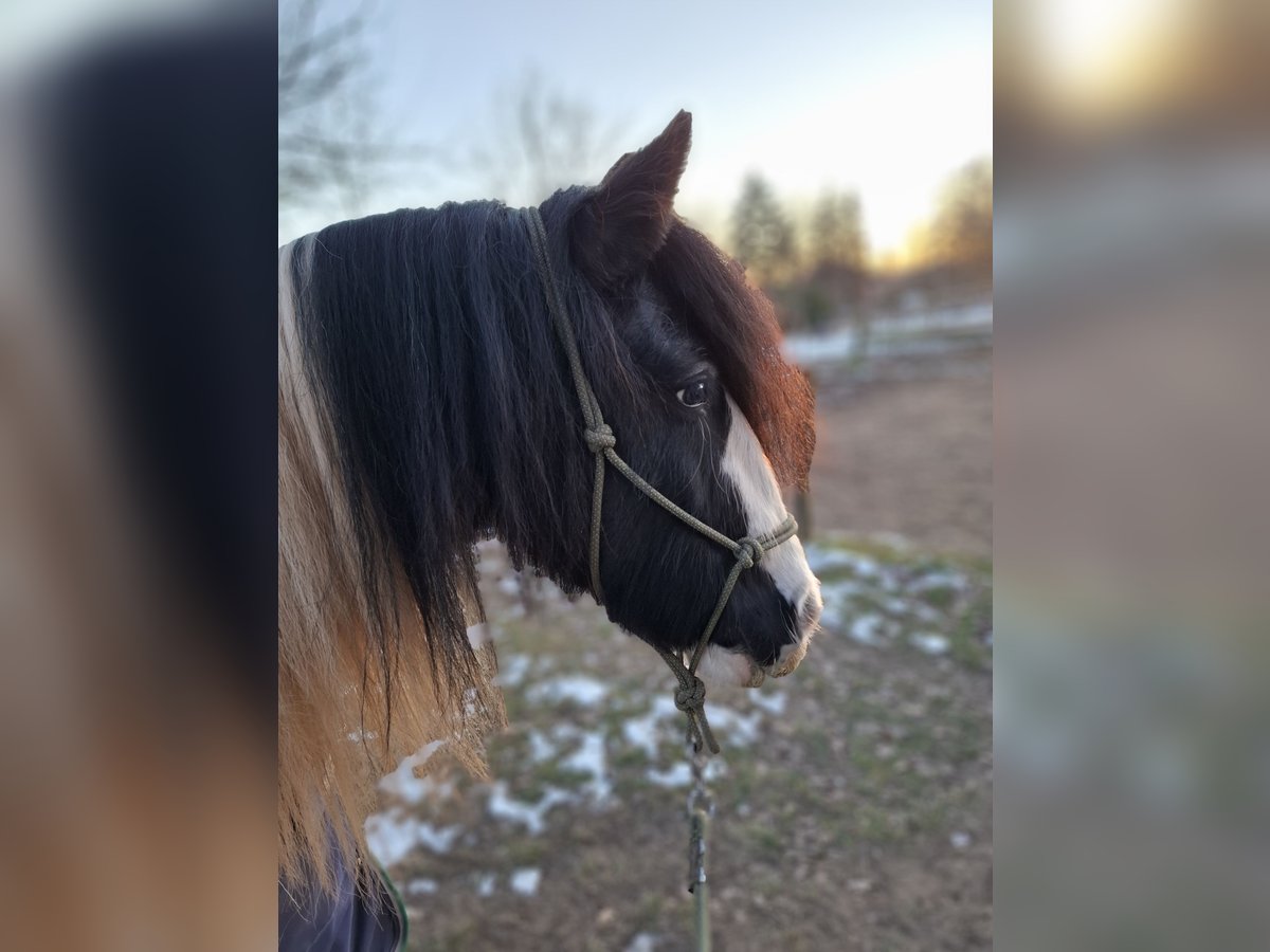 Cob Irlandese / Tinker / Gypsy Vanner Giumenta 7 Anni 150 cm Pezzato in Vastorf