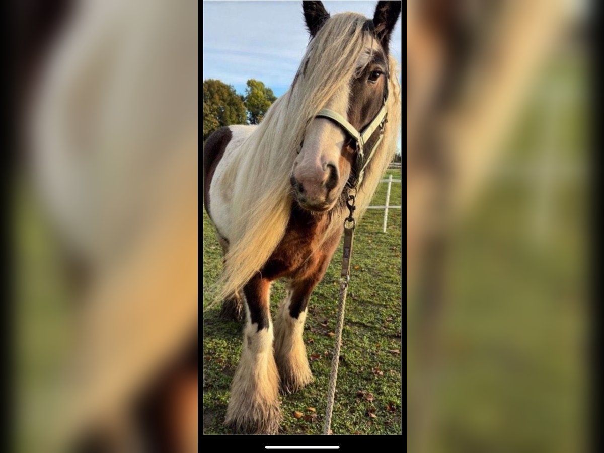 Cob Irlandese / Tinker / Gypsy Vanner Giumenta 8 Anni 142 cm Pezzato in Ennigerloh