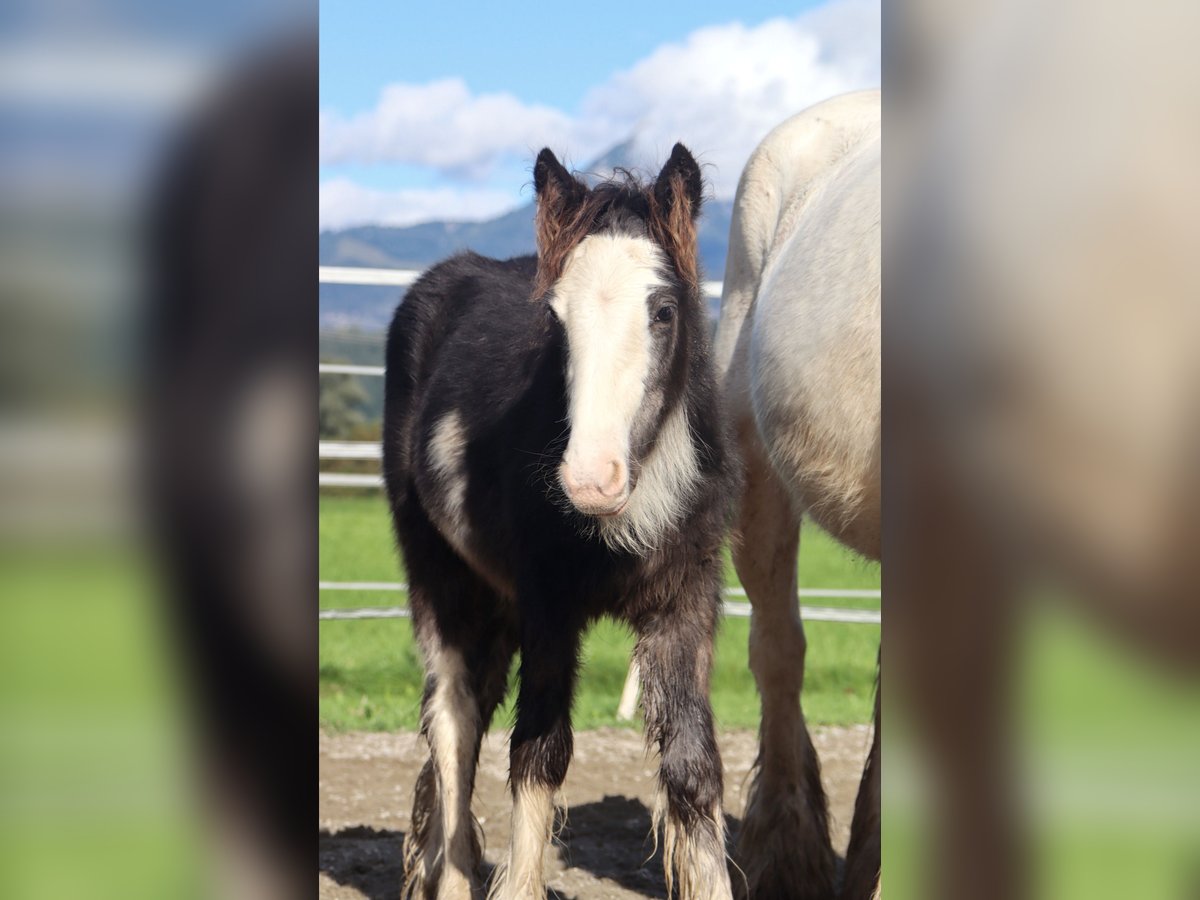 Cob Irlandese / Tinker / Gypsy Vanner Giumenta Puledri (01/2025) 140 cm in Kirchbichl