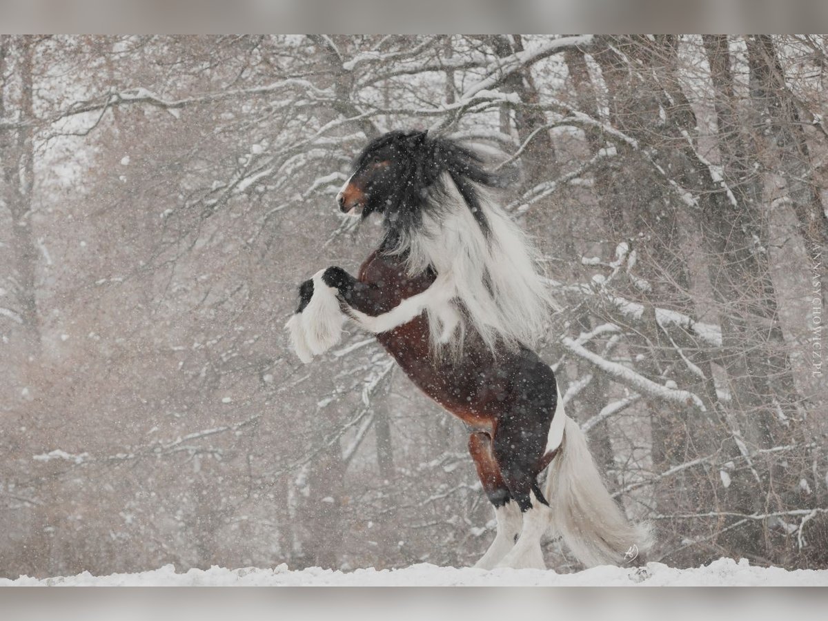 Cob Irlandese / Tinker / Gypsy Vanner Stallone 11 Anni 155 cm in Miko&#x142;&#xF3;w