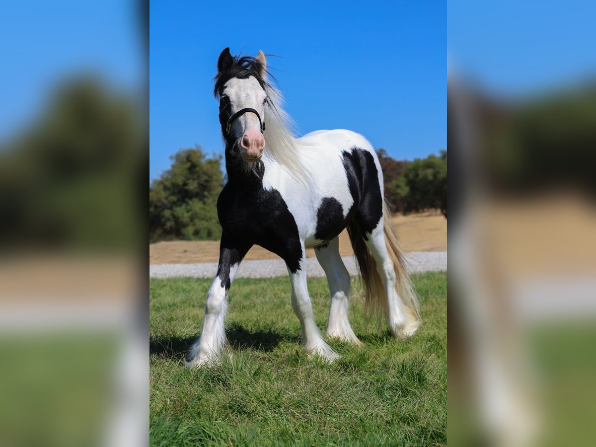 Cob Irlandese / Tinker / Gypsy Vanner Stallone 1 Anno 115 cm Pezzato in Grass Valley, CA