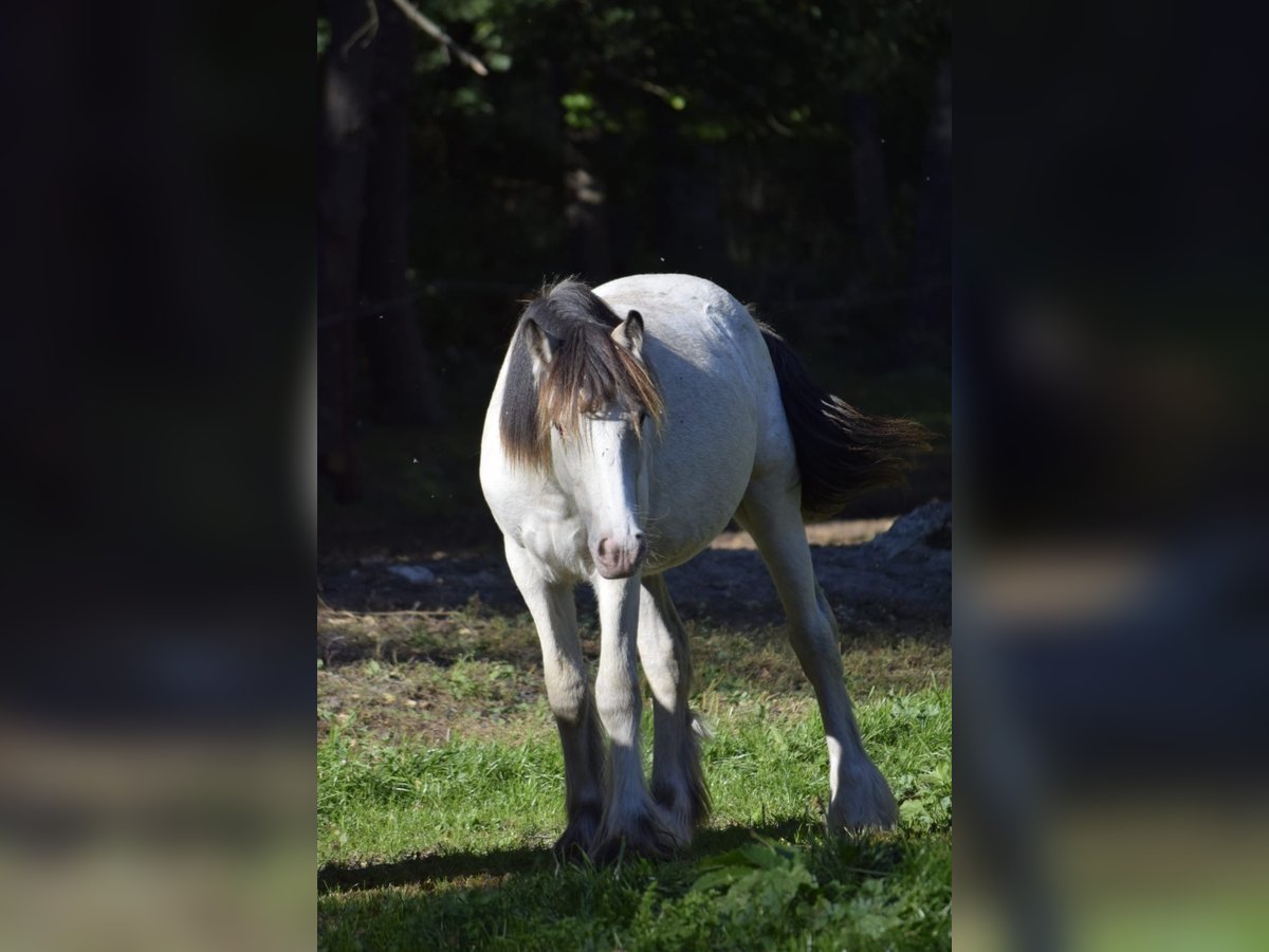 Cob Irlandese / Tinker / Gypsy Vanner Stallone 1 Anno 140 cm Pelle di daino in Heiligengrabe