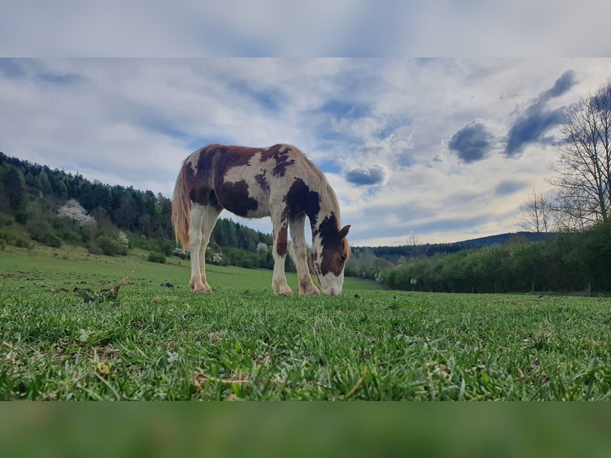 Cob Irlandese / Tinker / Gypsy Vanner Mix Stallone 1 Anno 150 cm Pezzato in Geratal