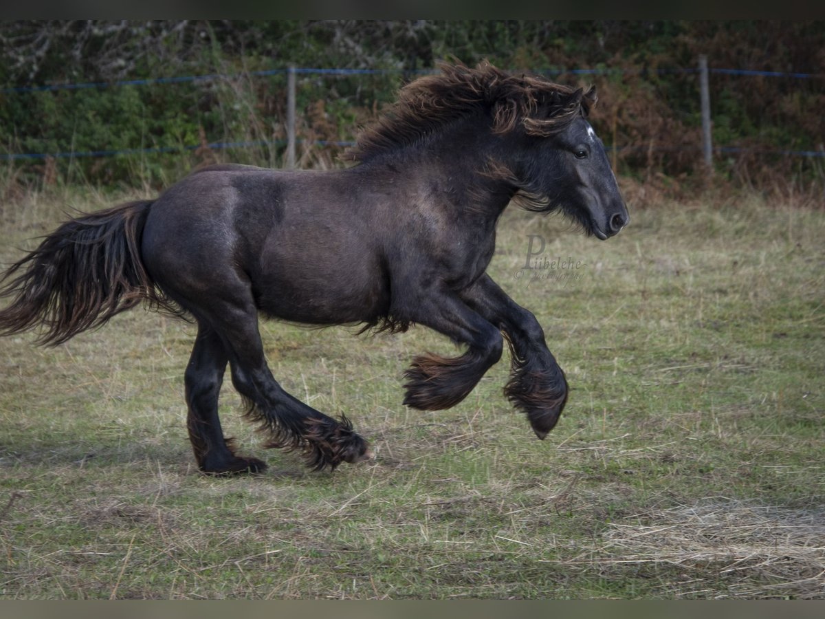 Cob Irlandese / Tinker / Gypsy Vanner Stallone 1 Anno 154 cm Grigio in Kohila