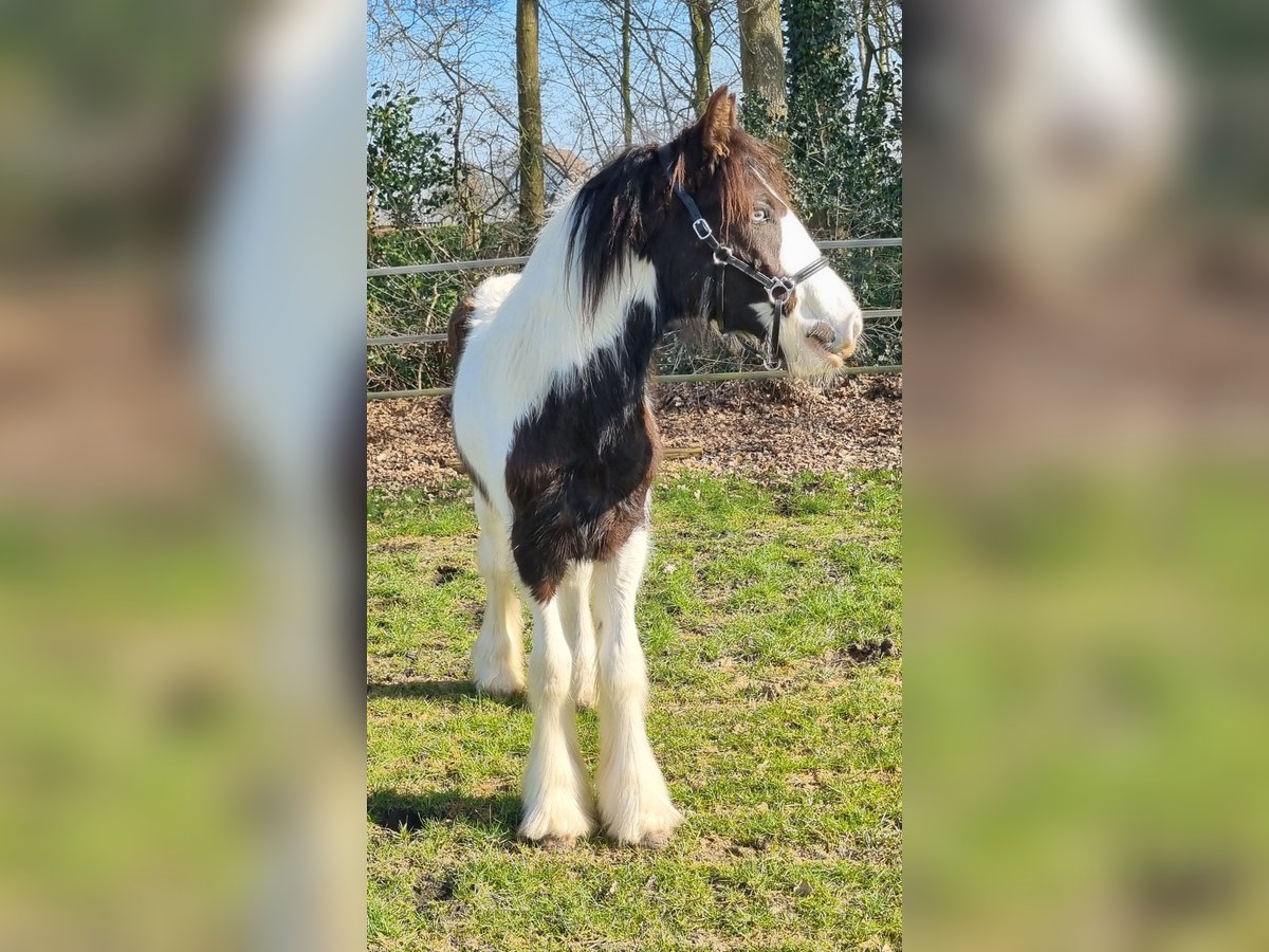 Cob Irlandese / Tinker / Gypsy Vanner Stallone 1 Anno 154 cm Pezzato in Wapenveld