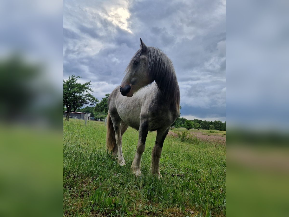 Cob Irlandese / Tinker / Gypsy Vanner Stallone 2 Anni 140 cm Pezzato in Kl&#xF6;tze