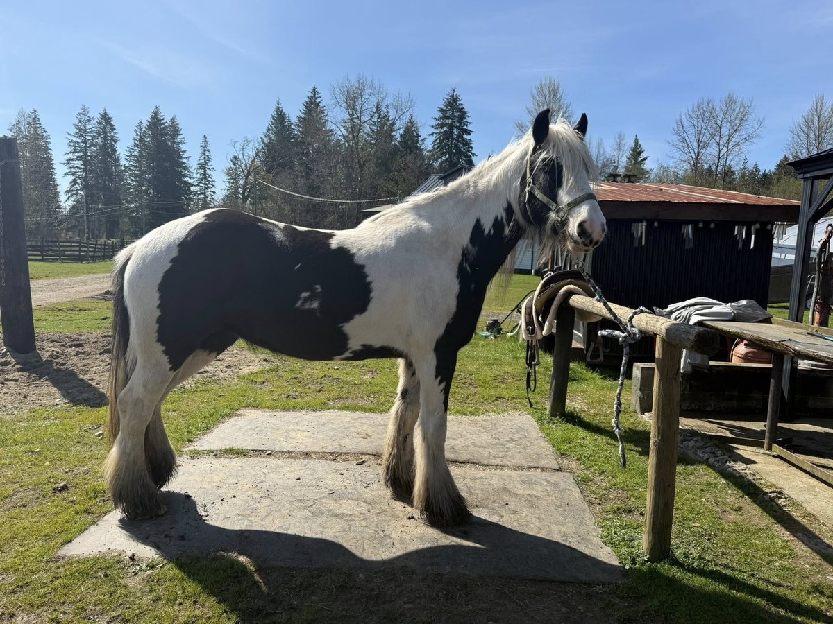 Cob Irlandese / Tinker / Gypsy Vanner Stallone 6 Anni Bianco in Houston