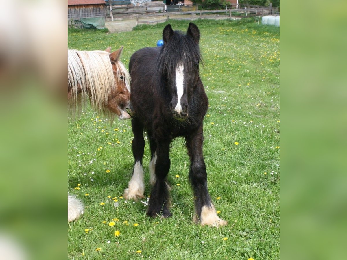 Cob Irlandese / Tinker / Gypsy Vanner Stallone  155 cm Morello in Calden