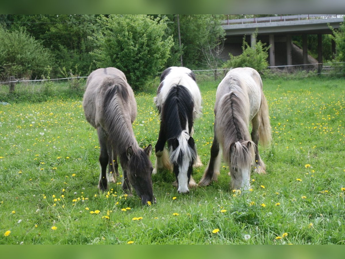 Cob Irlandese / Tinker / Gypsy Vanner Stallone  in Calden