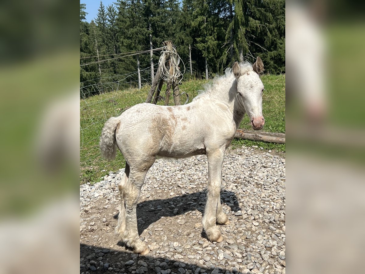 Cob Irlandese / Tinker / Gypsy Vanner Stallone Puledri (07/2025) Pezzato in B&#xF6;bing