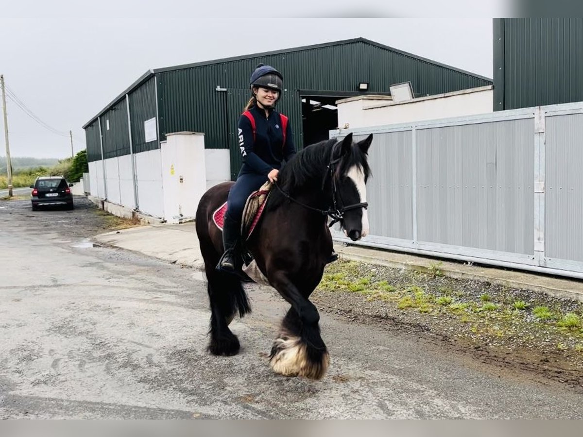 Cob Jument 10 Ans 140 cm in Sligo