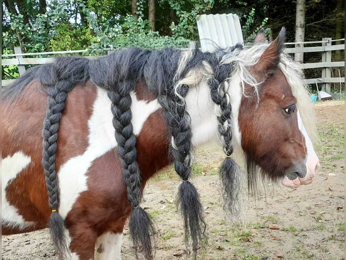 Cob Jument 15 Ans 140 cm Pinto in Eggerding