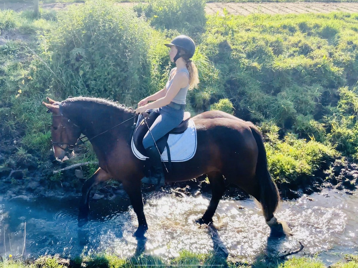 Cob Jument 4 Ans 148 cm Bai in Mountrath