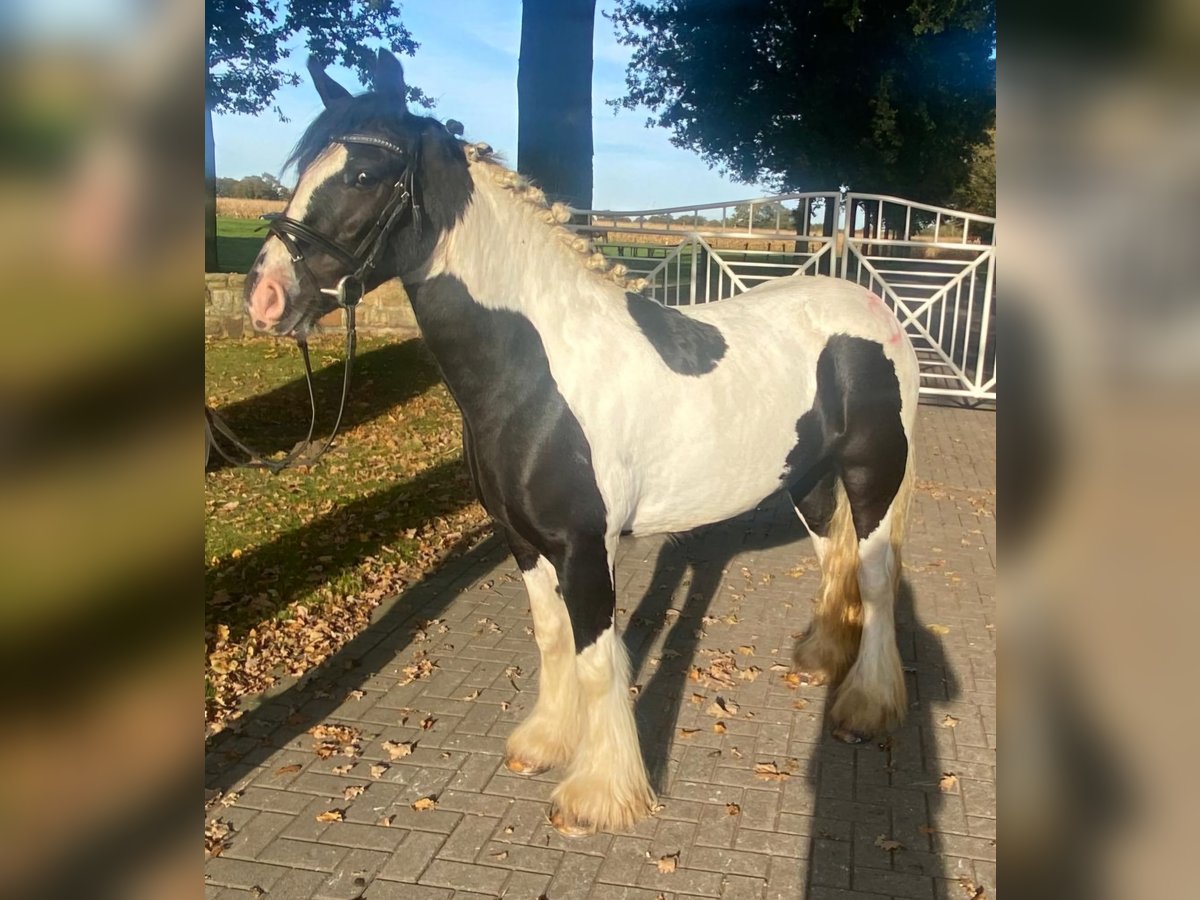 Cob Jument 4 Ans 148 cm Pinto in Hopsten