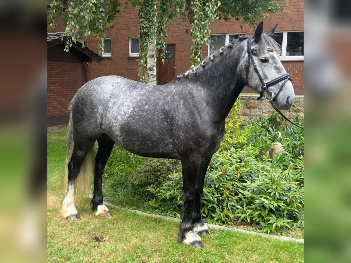 Cob Croisé Jument 4 Ans 151 cm Gris in Hopsten