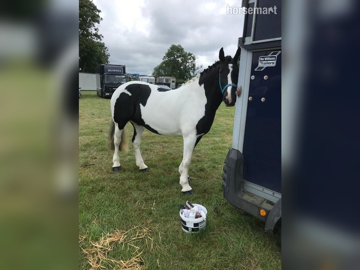 Cob Jument 6 Ans 185 cm Tobiano-toutes couleurs in Cork