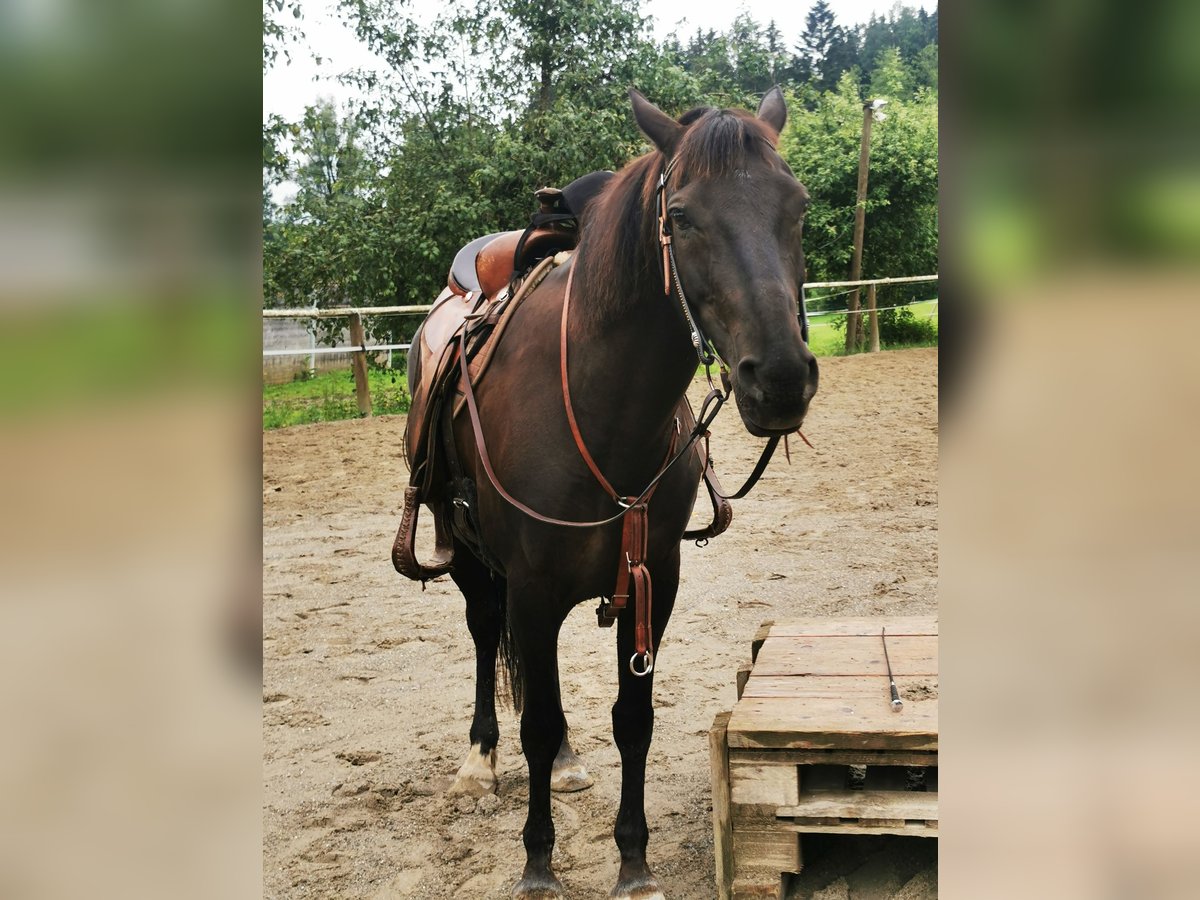 Cob Croisé Jument 9 Ans 144 cm Bai brun in Tettnang