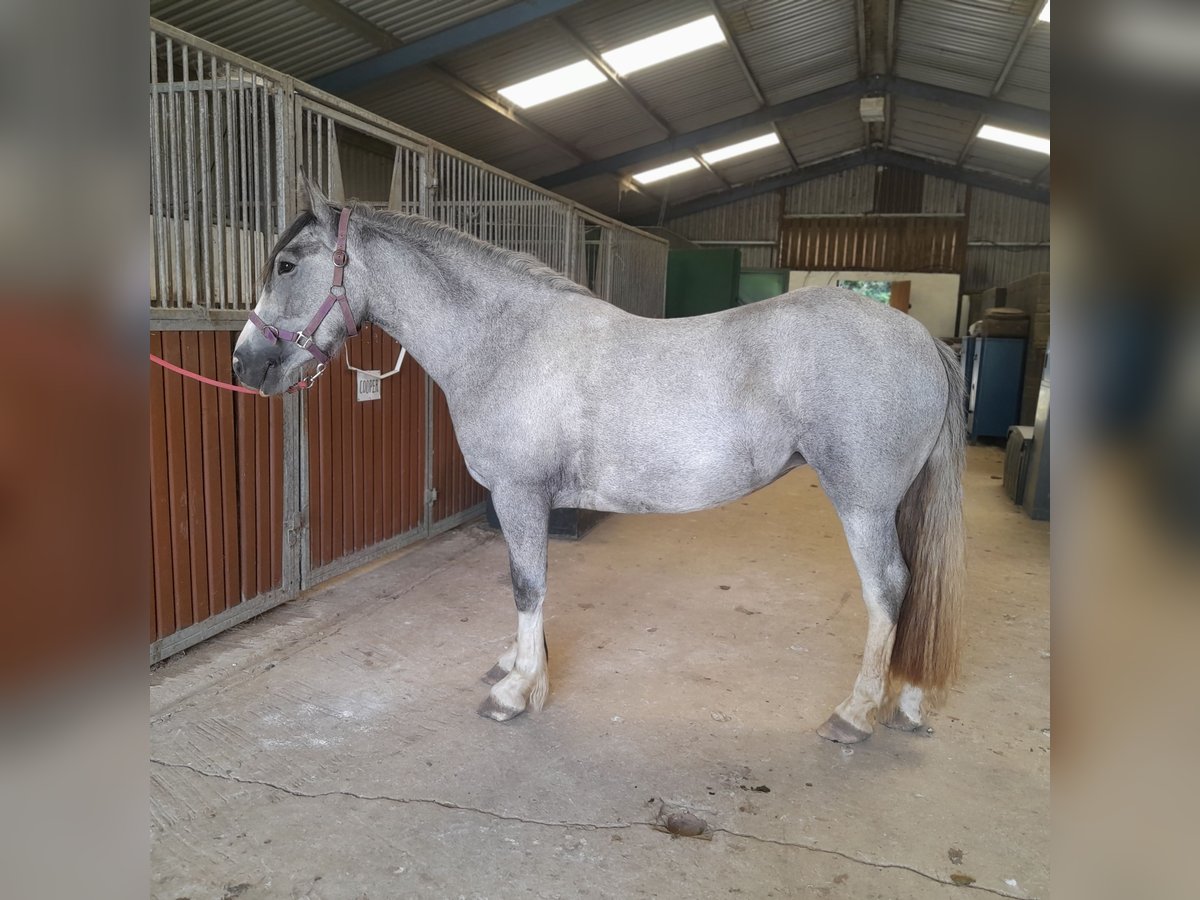 Cob Mix Klacz 3 lat 146 cm Siwa jabłkowita in Wicklow