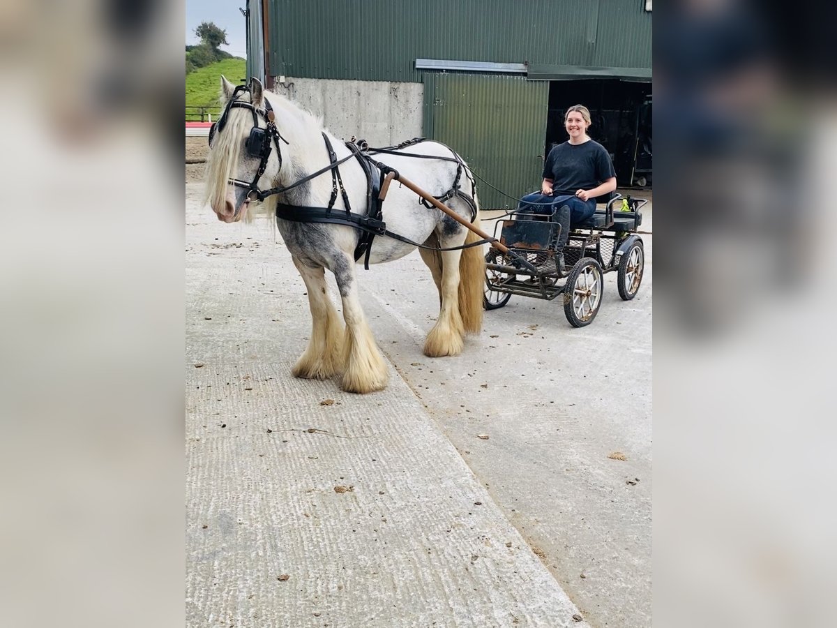 Cob Klacz 5 lat 135 cm Stalowosiwy in Sligo