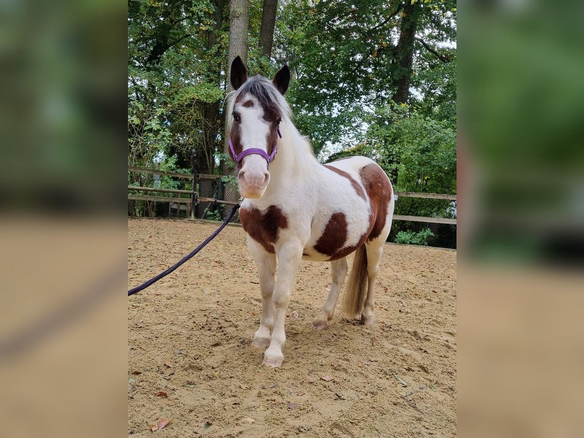 Cob Mare 10 years 13,1 hh Pinto in Ulm