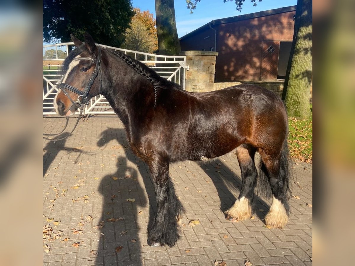 Cob Mare 10 years 13,2 hh Brown in Hopsten