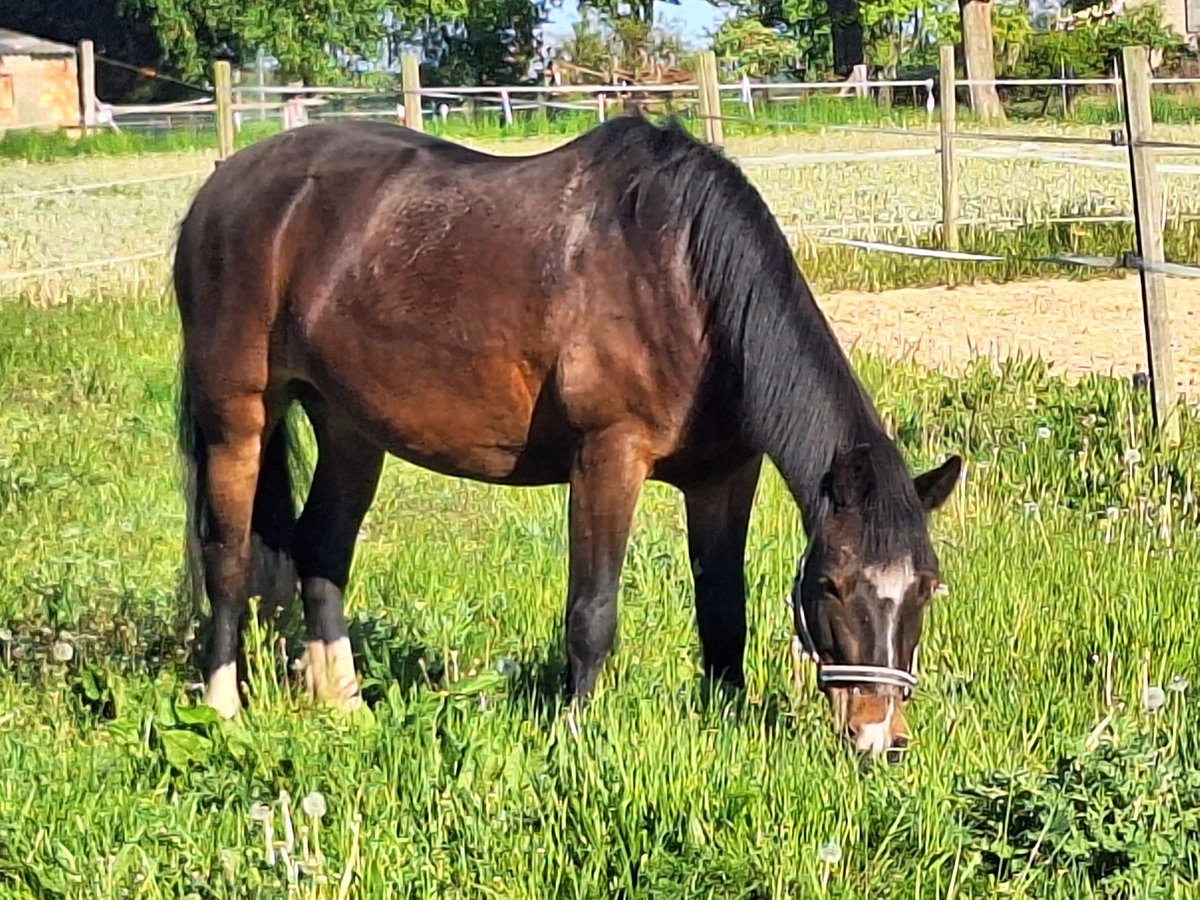 Cob Mare 11 years 14,2 hh Brown in Reimershagen