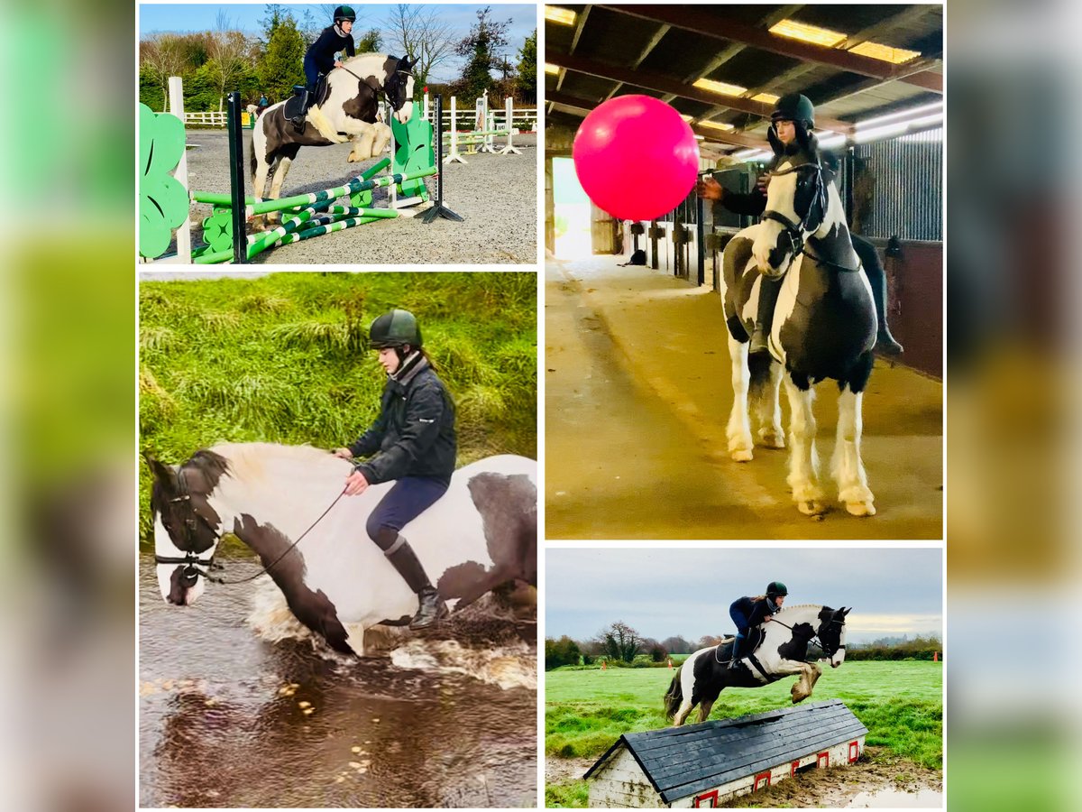 Cob Mare 12 years 14,2 hh Pinto in Mountrath
