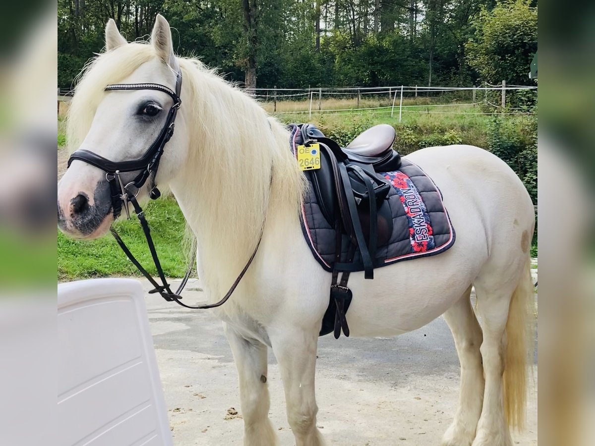 Cob Mare 15 years 13,3 hh Gray in OlpeOlpe