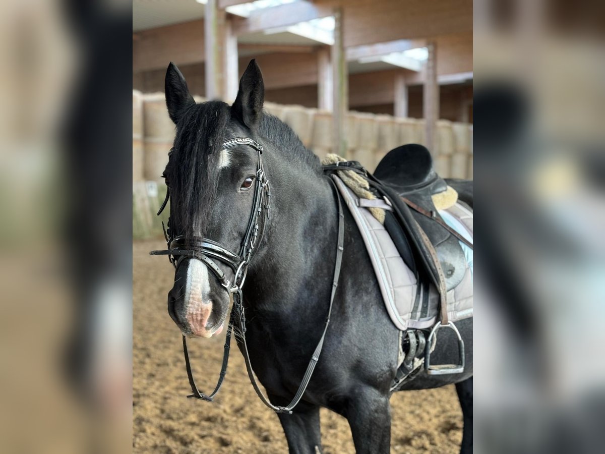 Cob Mare 15 years 14 hh Black in Nachrodt-Wiblingwerde