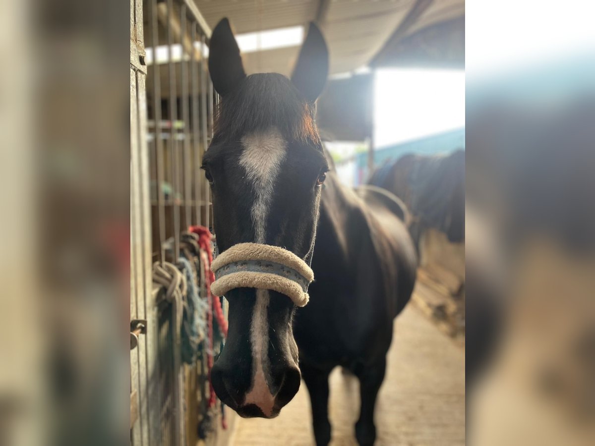 Cob Mare 15 years 15 hh Black in Sligo