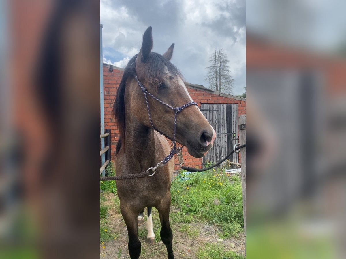 Cob Mix Mare 1 year 16 hh Can be white in Stekene