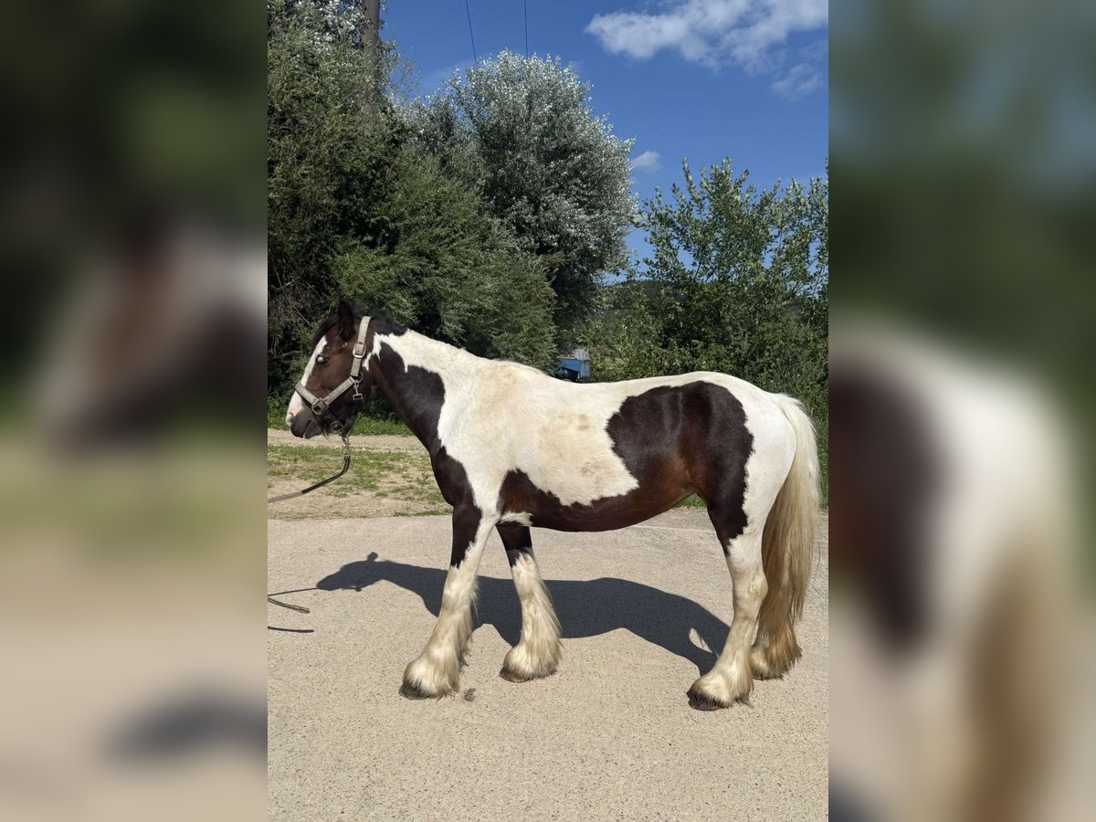 Cob Mare 4 years 11,1 hh Pinto in Weyer Cob Mare 4 years 11,1 hh Pinto in Weyer