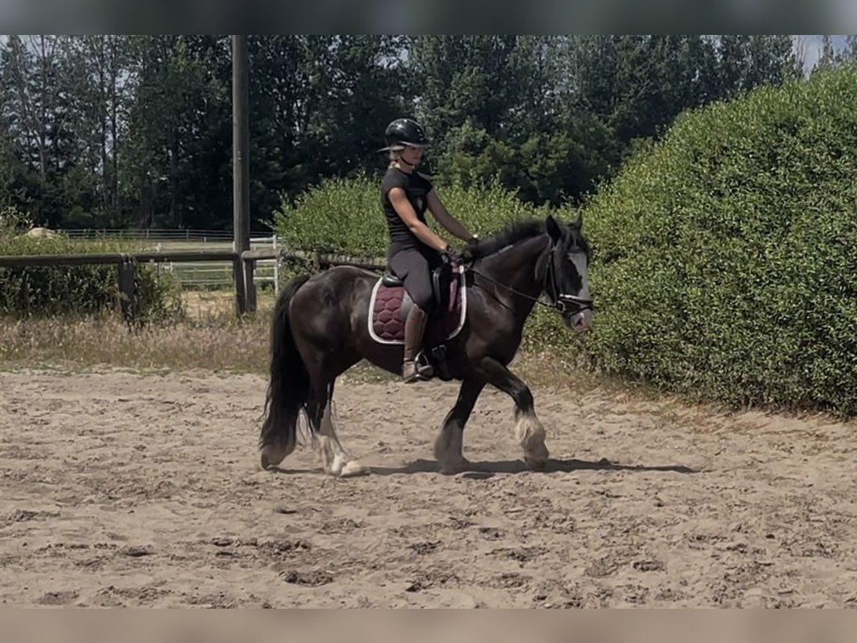 Cob Mare 4 years 13,2 hh Black in Trebbin