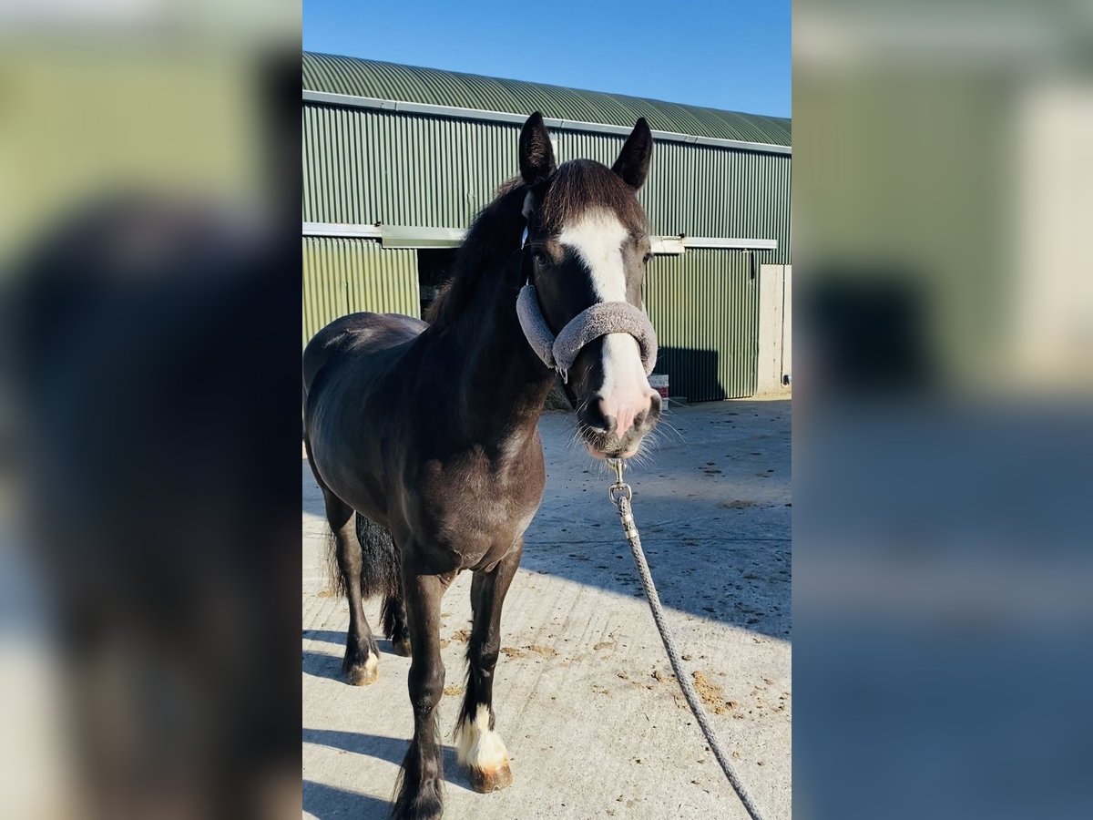 Cob Mare 4 years 14,2 hh Bay in Sligo