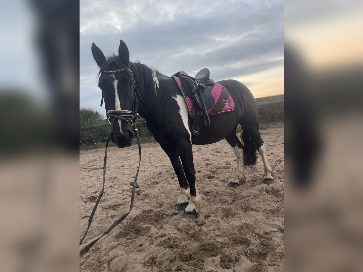 Cob Mix Mare 4 years 14,2 hh Tobiano-all-colors in Trebbin