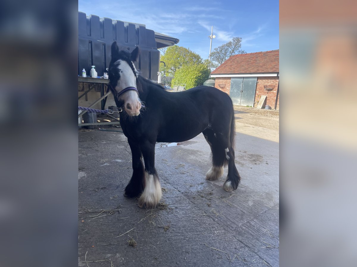 Cob Mare 5 years 12 hh Bay-Dark in Kingstone