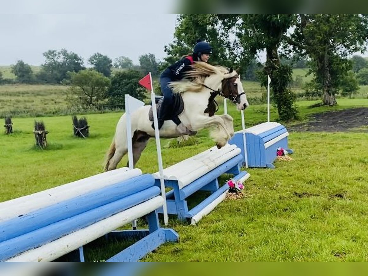Cob Mare 5 years 13,2 hh Pinto in Sligo