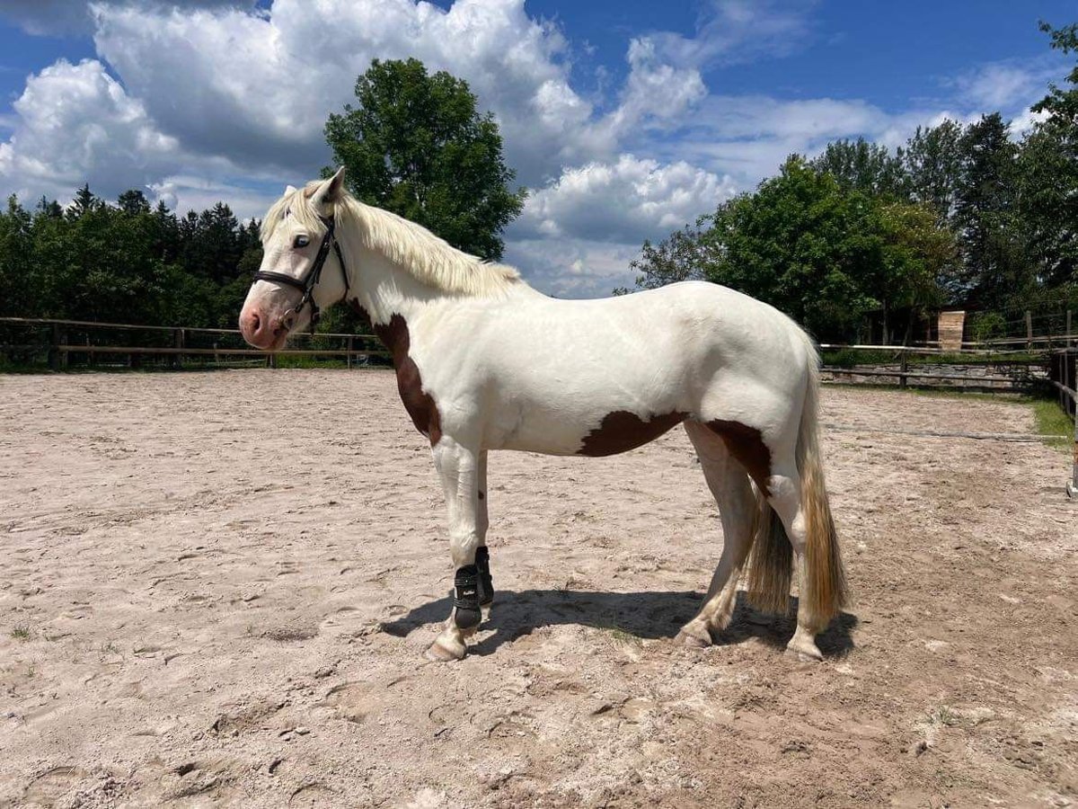 Cob Mix Mare 5 years 14,1 hh White in Zaječov