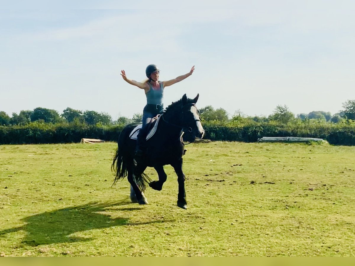 Cob Mare 5 years 14,3 hh Black in Mountrath