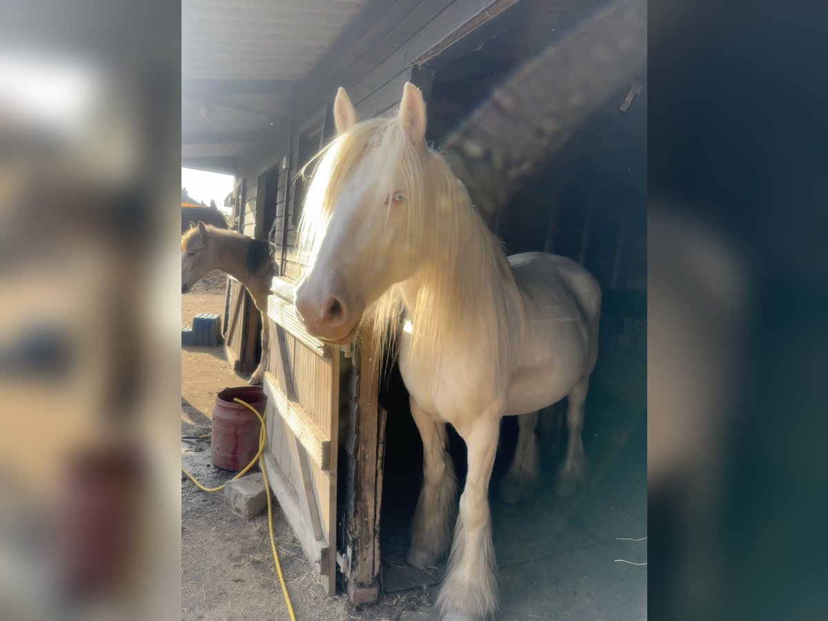 Cob Mare 5 years 14,3 hh Cremello in Bridgwater, Somerset