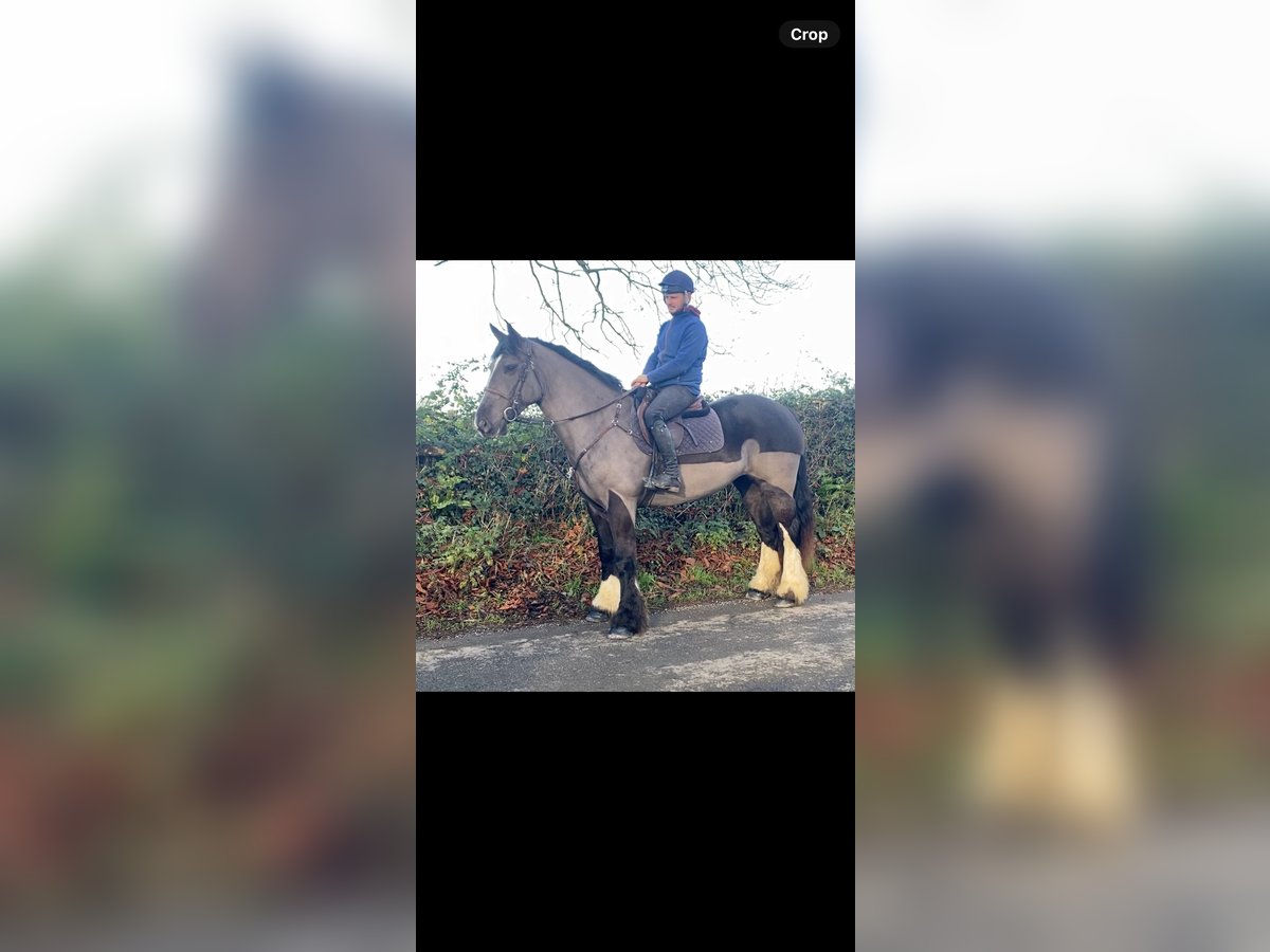 Cob Mare 5 years 15,1 hh Black in Clones