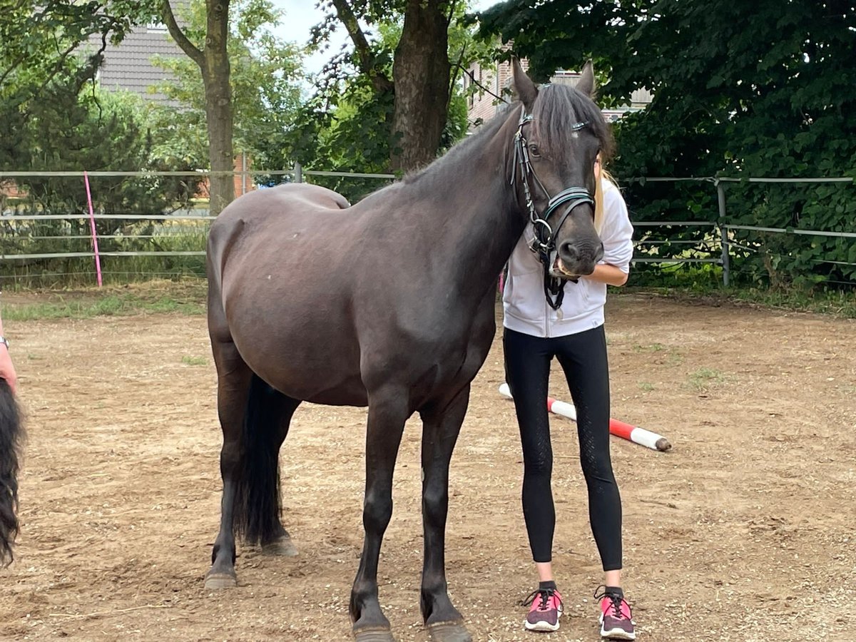 Cob Mix Mare 5 years 15,1 hh Smoky-Black in Ostrohe