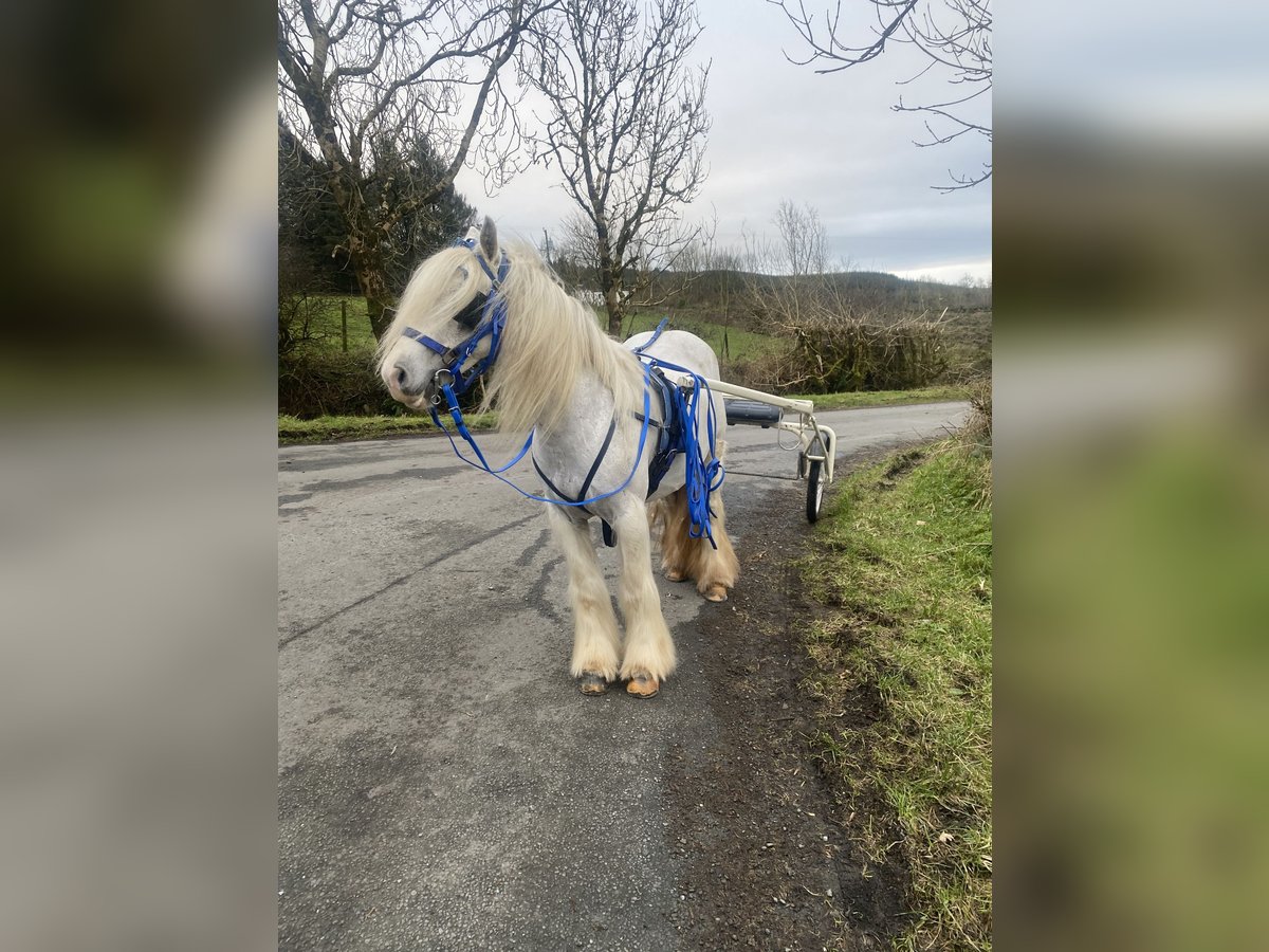 Cob Mare 6 years 13 hh in Ireland