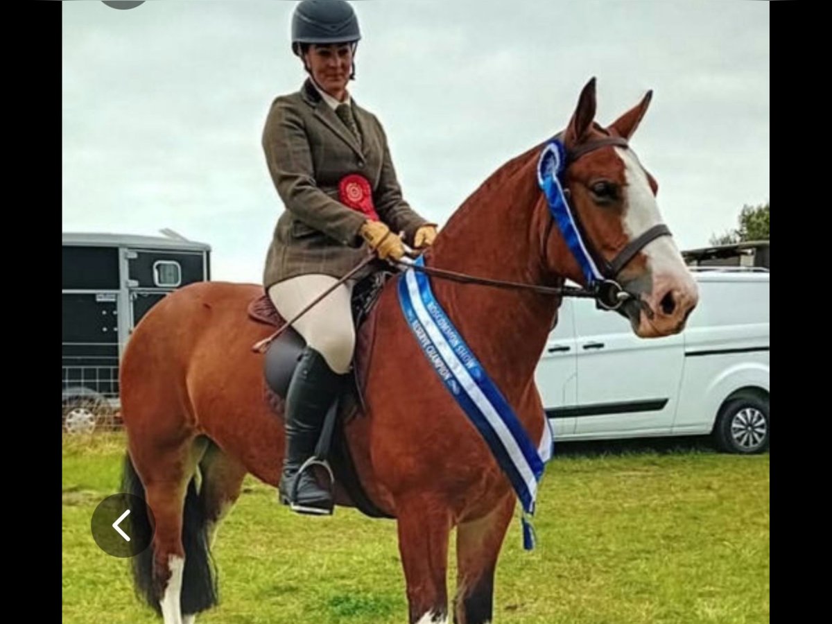 Cob Mare 6 years 14,2 hh Brown in Mountrath