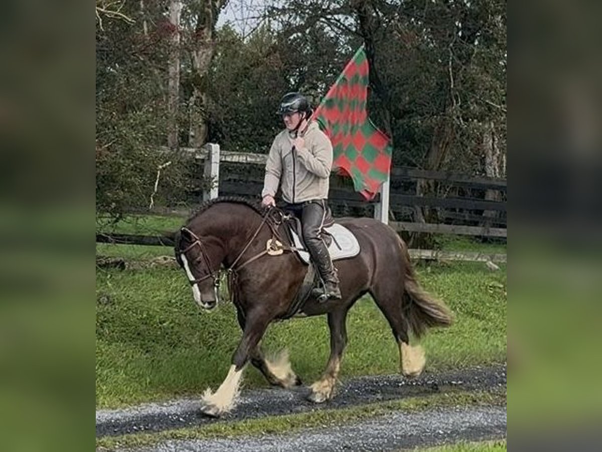 Cob Mare 8 years 15,1 hh Chestnut in Amerang